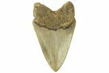 Fossil Megalodon Tooth - North Carolina #257982-1